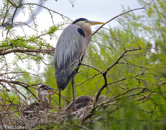 Blue Heron with chicks