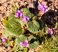 I'm calling this a Wild African Violet. Just guessing.