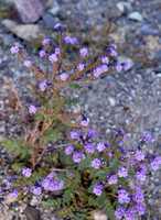 Broad-Flowered Gilia