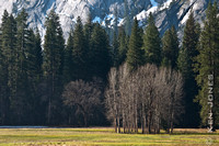 Yosemite Valley Stand