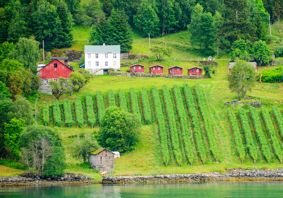 Tidy orchard on the banks of the fjord, Sogenfjord, Norway.