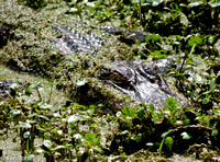 Alligator close up. Here's looking at you, kid.