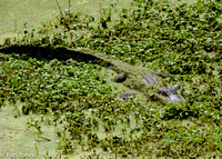 Alligator in hiding. He's about 8 feet long!