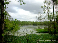 Audubon Swamp Gardens