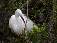Great Egret positioning nesting material