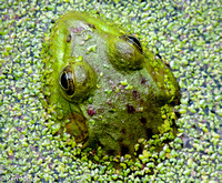 Frog in Duck Weed