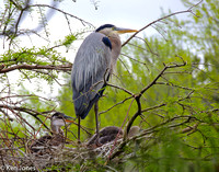 Blue Heron with chicks