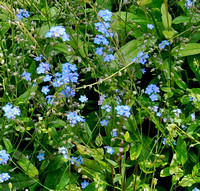 The tiny Forget Me Not - Alaska's state flower